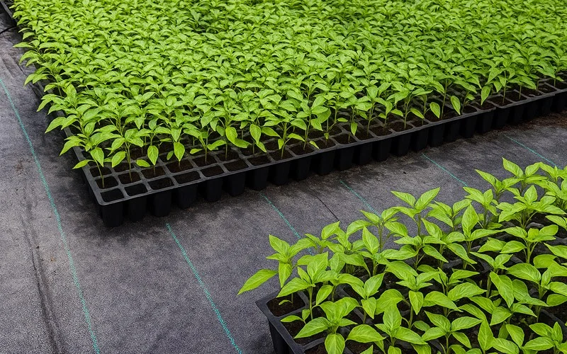 Trays of seedlings sitting on black woven weed mat