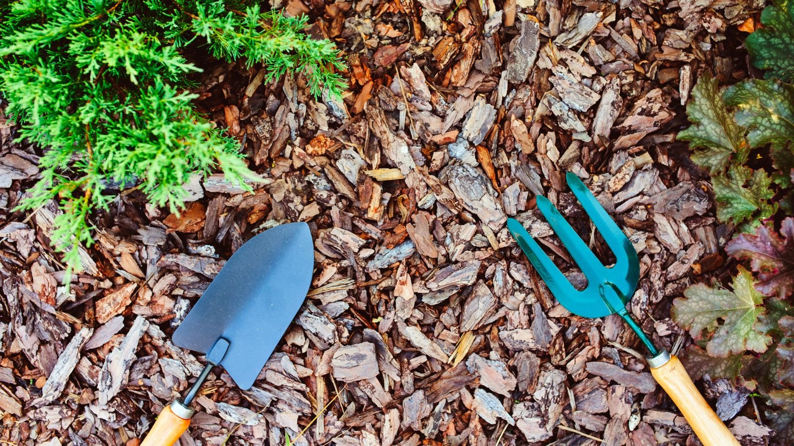 Garden trowel and hand fork lying on wood chip mulch