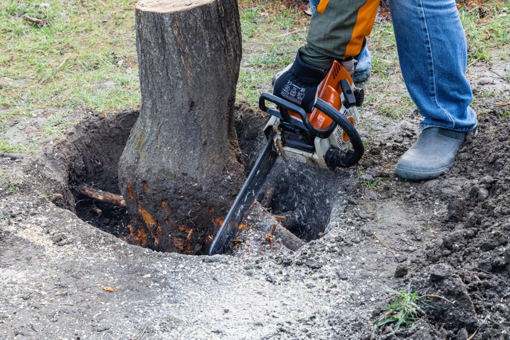 Worker with a chainsaw cutting roots around a dug-out tree stump