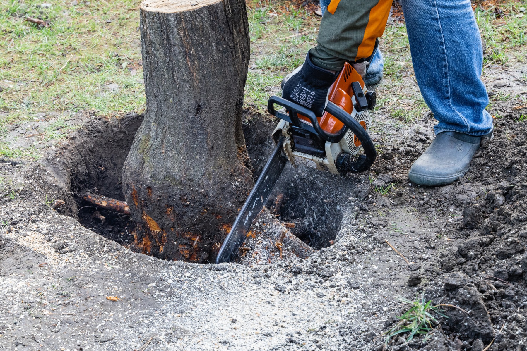 Worker with a chainsaw cutting roots around a dug-out tree stump